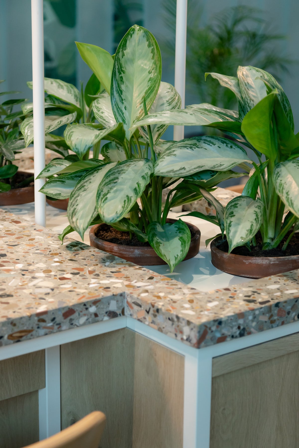 Terrazzo  worktop and sunken plant in terracotta plant pots 
